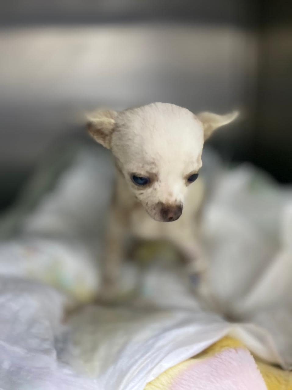 Pinky el perrito chihuahua que se enfrentó a un ladrón y sobrevivió