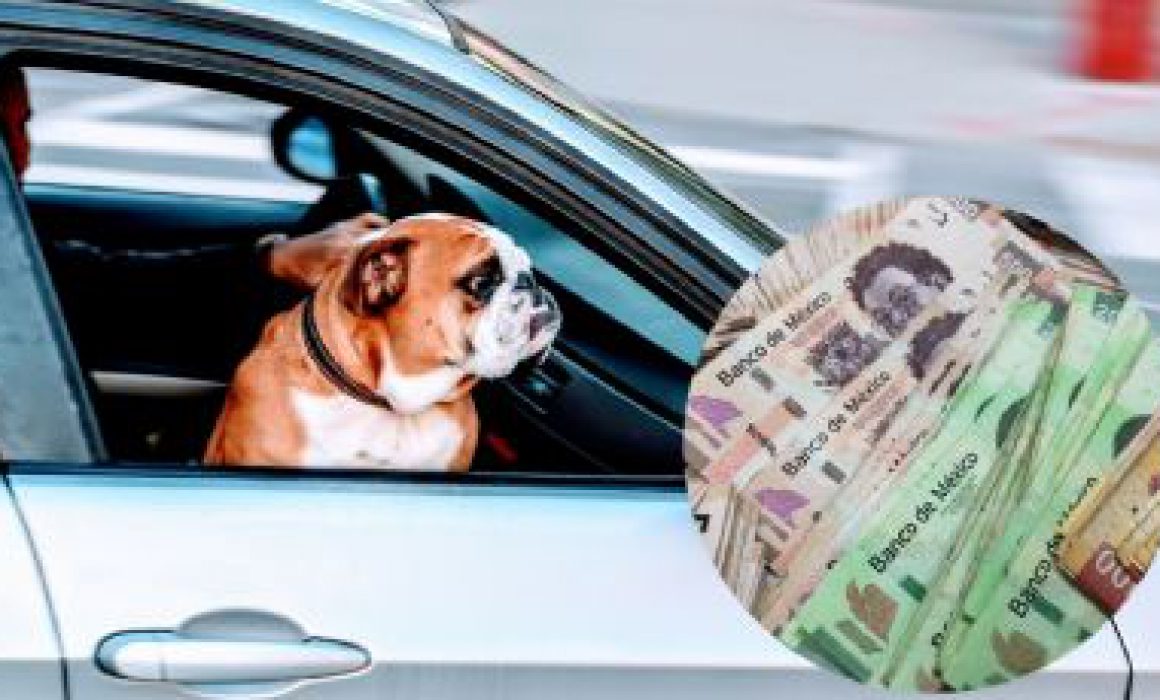 Miles De Pesos En Multa Si Llevas A Tu Perro En El Auto Esto Dice La Ley