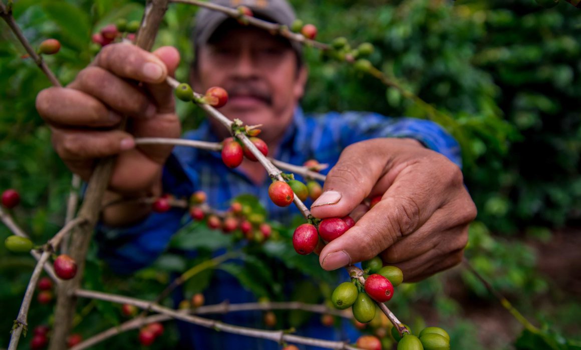 Crecen 5 16 Exportaciones Agroalimentarias Mexicanas En Julio De 2023