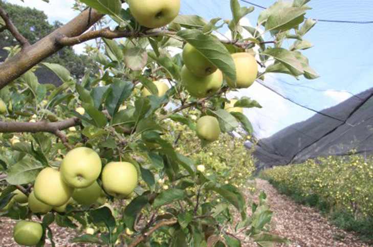 Clima afecta 500 hectáreas de cultivo de manzana en San Joaquín - Quadratín Querétaro