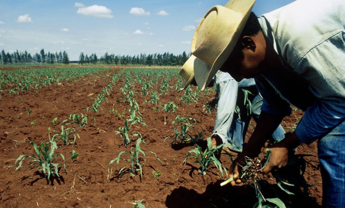 CAMPO DISMINUCIÓN DE PRECIOS
