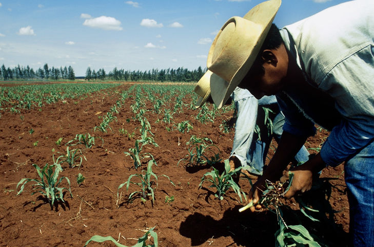 CAMPO DISMINUCIÓN DE PRECIOS