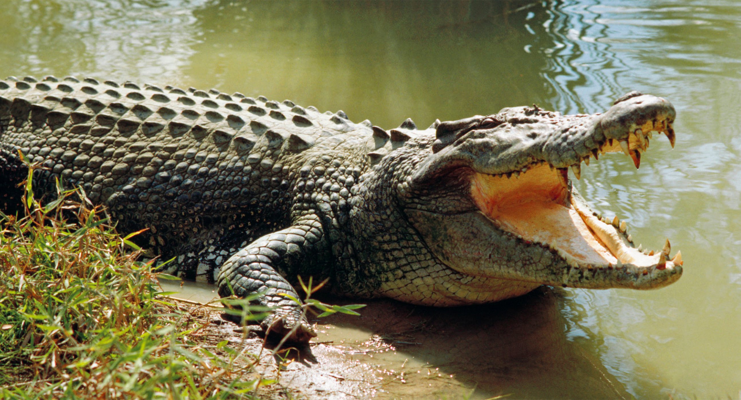Гребнистый крокодил гавиал