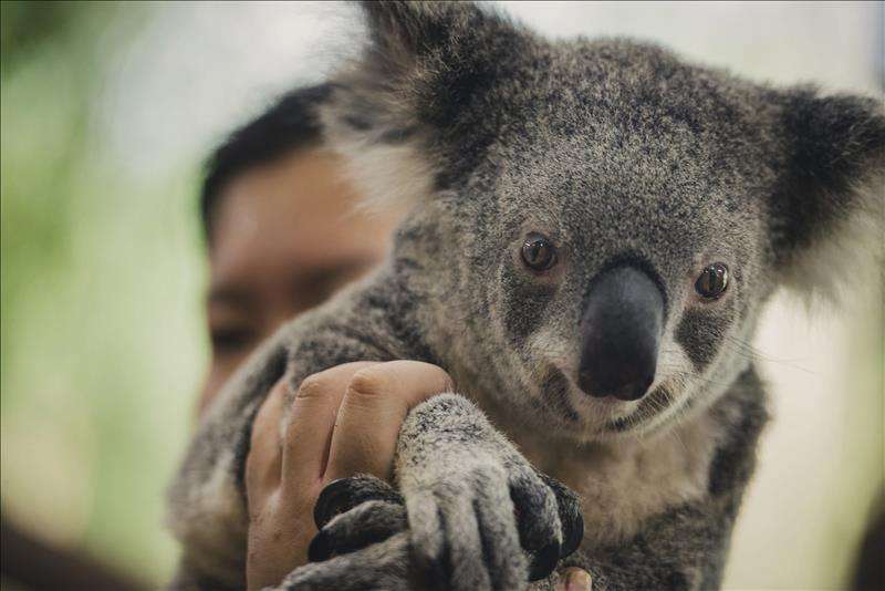 Una Mama Koala Salva A Su Bebe Se Atoro En Una Valla De Alambre Video