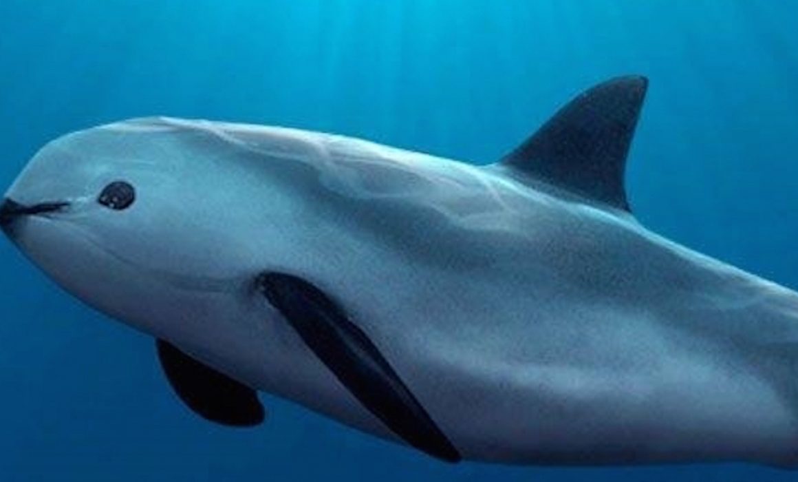 Unesco declara el hábitat de la vaquita, Patrimonio Mundial en Peligro