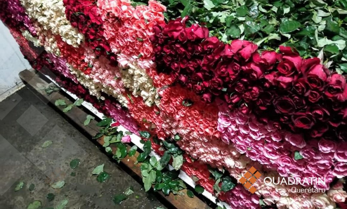 Venta de rosas para Día de Muertos se reduce en un 50% en Querétaro