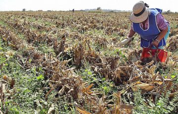 En riesgo siembra del campo queretano, por falta de lluvias - Quadratin ...