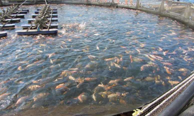 Sequía afecta a productores acuícolas de Querétaro