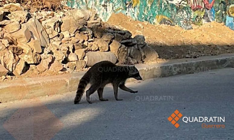Emiten recomendaciones para actuar ante avistamientos de fauna silvestre