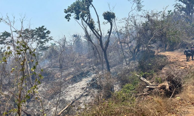 Alerta en Guerrero por incendios forestales