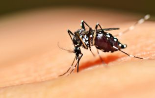mosquito