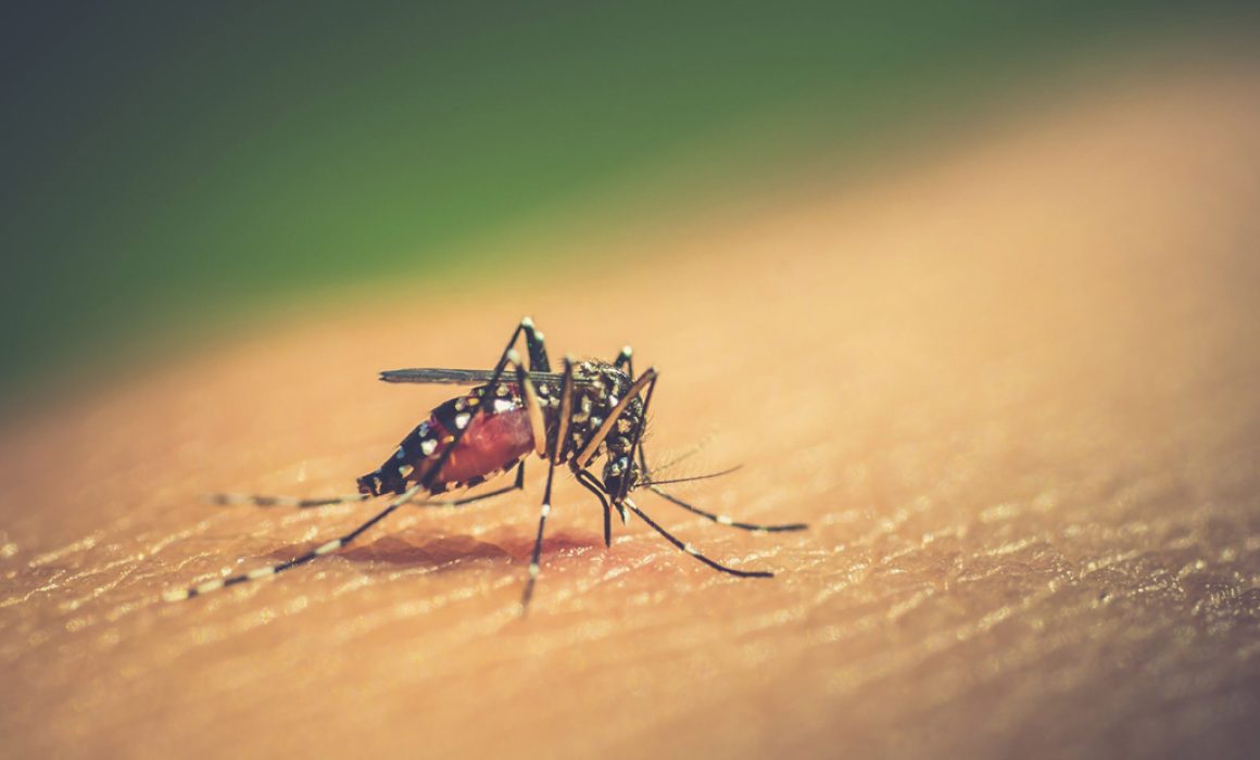 dengue