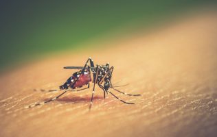 dengue