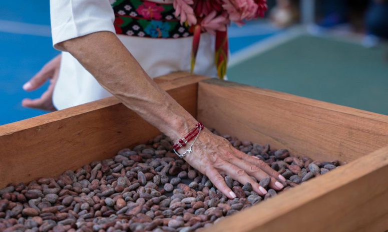 Garantiza Sheinbaum compra y comercialización de cacao en Tabasco