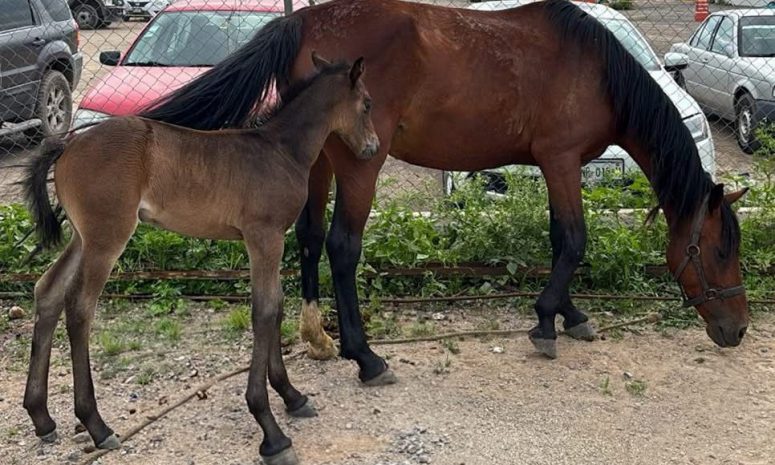 Rescatan a dos caballos que deambulaban en vialidad de El Marqués