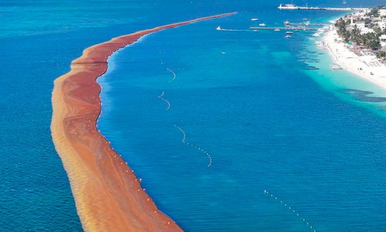 Enfrenta el Caribe mexicano aumento histórico de sargazo en sus costas