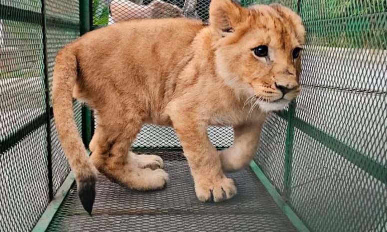 Asegura Profepa 19 animales durante operativos contra huachicoleo