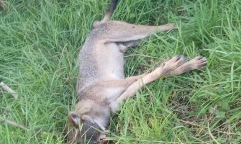 Denuncia Selva Teenek uso de veneno con drones en cañaverales de Huasteca