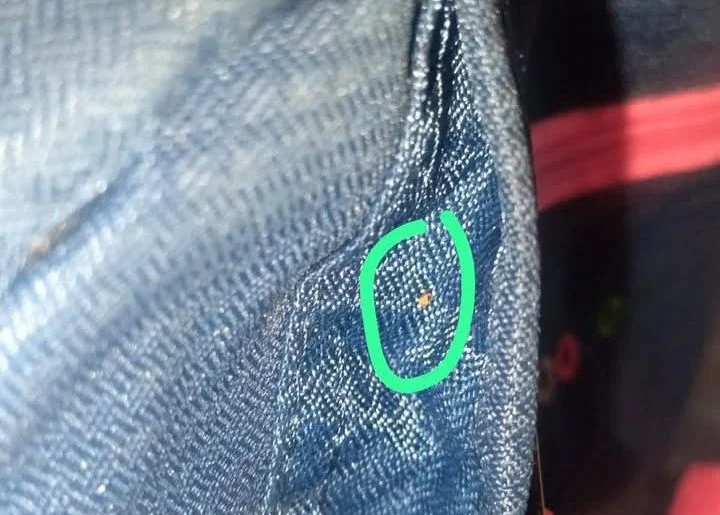 Padres denuncian plaga de chinches en 2 escuelas de Querétaro