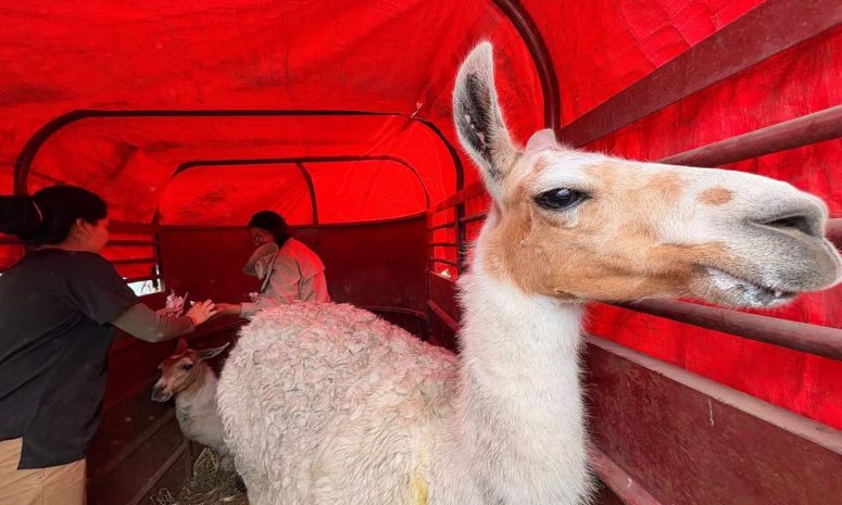 Rescatan y resguardan a dos llamas en El Marqués