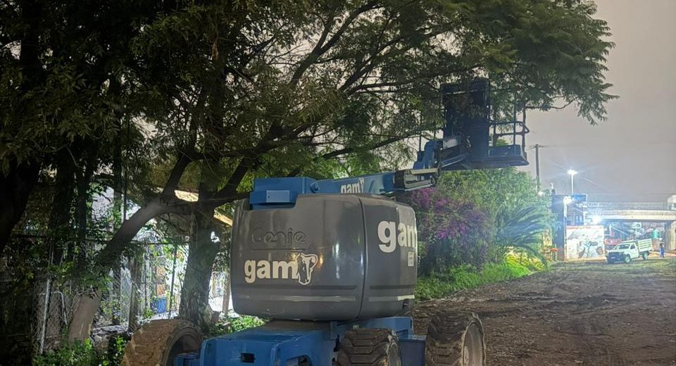 They stop removing trees in the area of ​​the Mexico-Querétaro Train