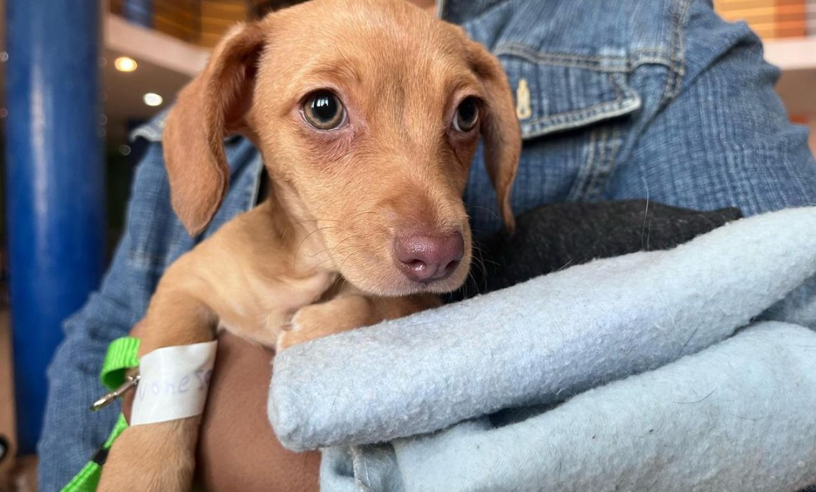 Divorces in Querétaro must include agreements on pets
