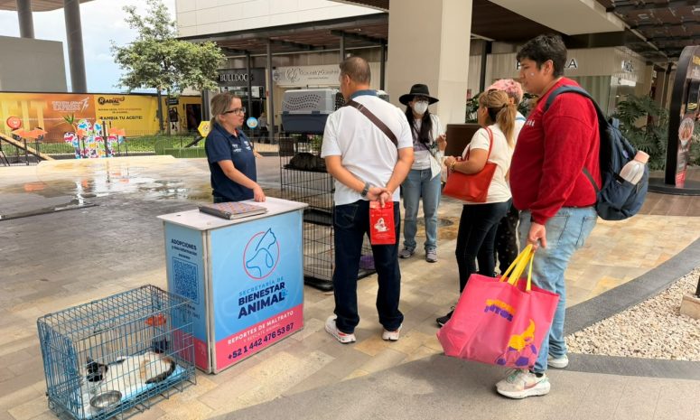 Invita Municipio de Querétaro a jornada de adopción de gatos en Paseo Querétaro