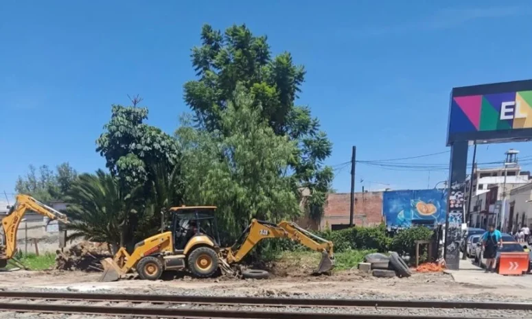 Acuerdan priorizar trasplante de árboles por obras del tren 