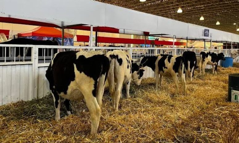 Revisarán todas las especies ganaderas que participen en la Feria de Querétaro