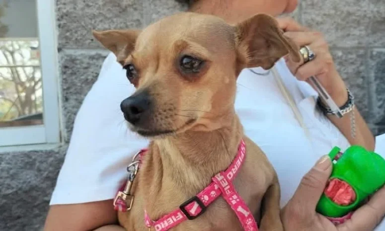 Llevan esterilizaciones gratuitas para perros y gatos