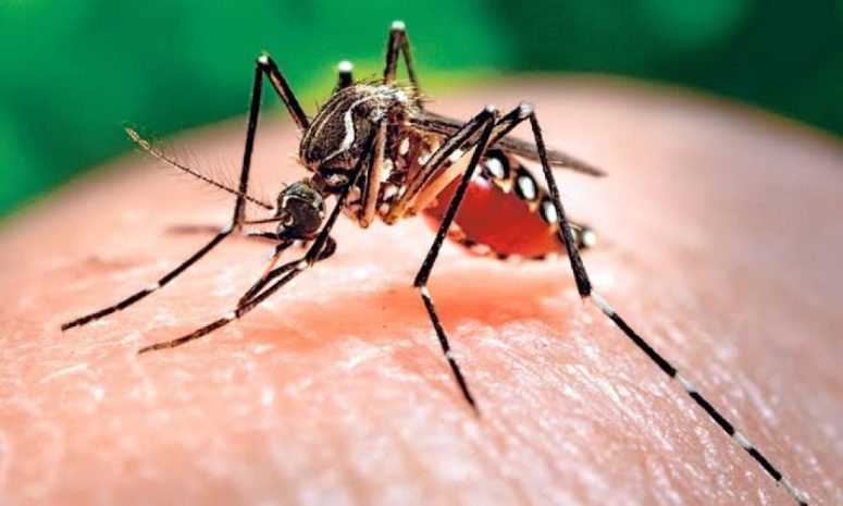 Se mantiene vigilancia epidémica por dengue