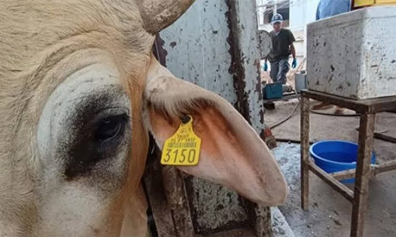 Refuerzan controles sanitarios por gusano barrenador
